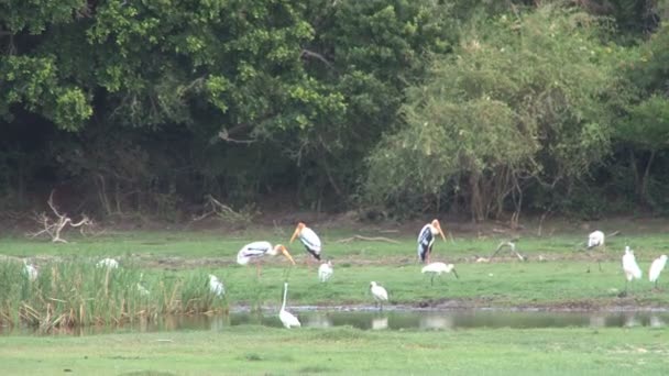 Πουλιών στο εθνικό πάρκο Mimeriya — Αρχείο Βίντεο
