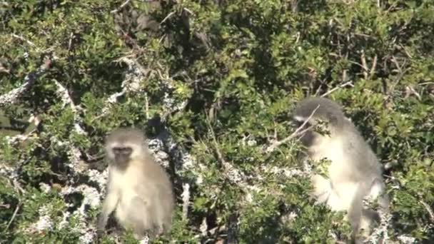 Macacos sentados na árvore — Vídeo de Stock