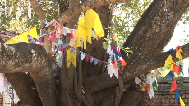 Praying flags in Bodhi-tree — Stock Video