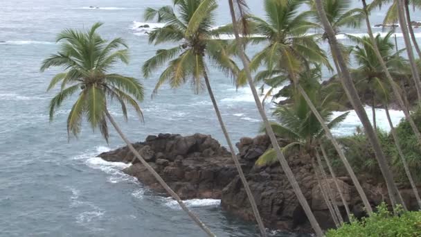 plage ensoleillée au Sri Lanka 