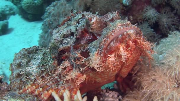 Röd skorpionfisk handpåläggning havsbottnen — Stockvideo