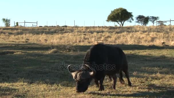 Yavaş yürüme Buffel — Stok video