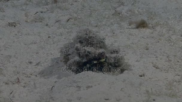 Cangrejo ermitaño moviéndose en arena — Vídeos de Stock