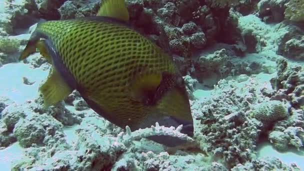 Большие триггеры, плавающие возле кораллового рифа — стоковое видео