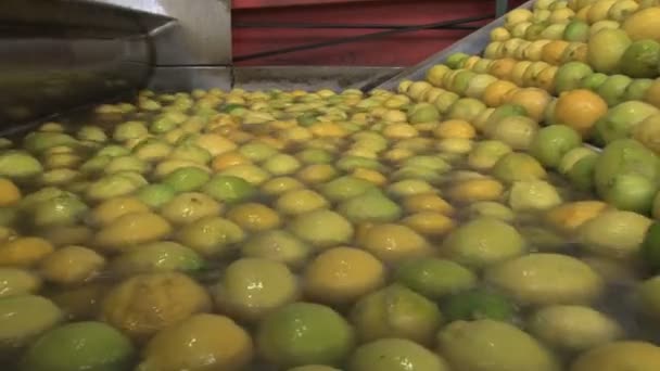 Modern Lemons factory — Stock Video