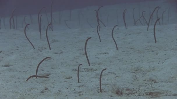 Anguille da giardino nel mare dei Caraibi — Video Stock