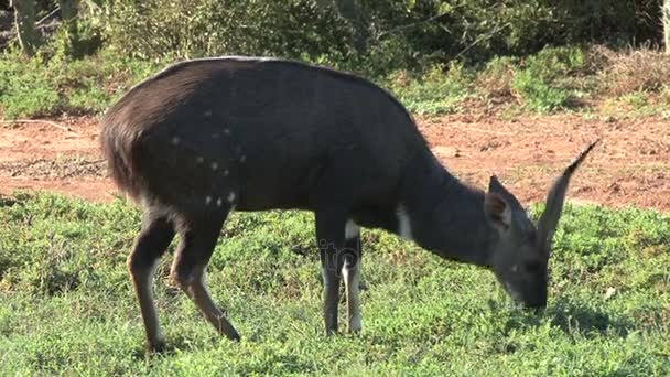 Antilop som betar på ängen — Stockvideo