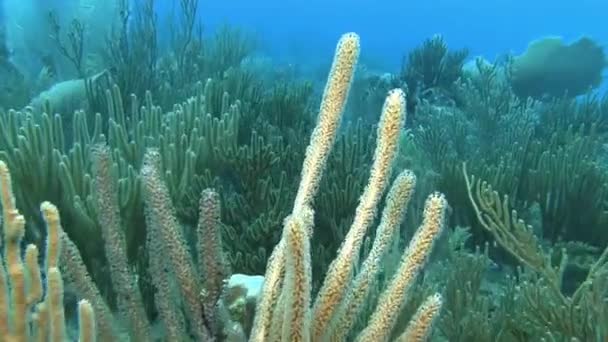 Nadando a través del arrecife — Vídeo de stock