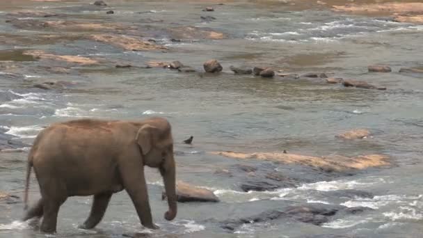 Elefanter med bad i floden — Stockvideo