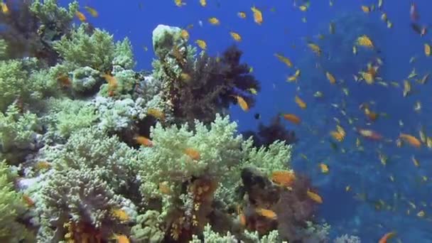 Ikan berwarna-warni berenang di dekat terumbu karang — Stok Video