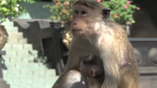 Μαϊμούδες στον τοίχο σε Πολοναρούβα — Αρχείο Βίντεο