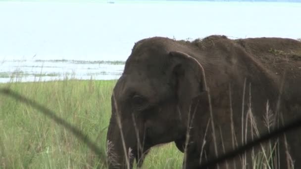 Éléphant au parc national Minneriya 