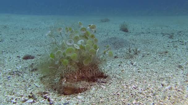 Récif Coupe des sirènes dans le sable sur le fond — Video