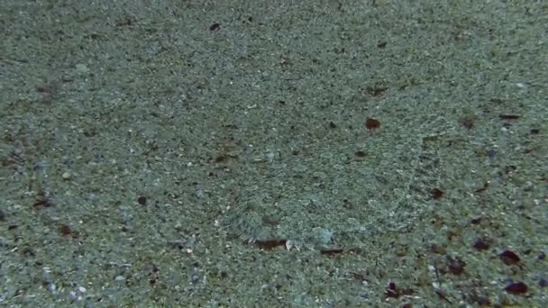 Common sole in Mediterranean sea — Stock Video