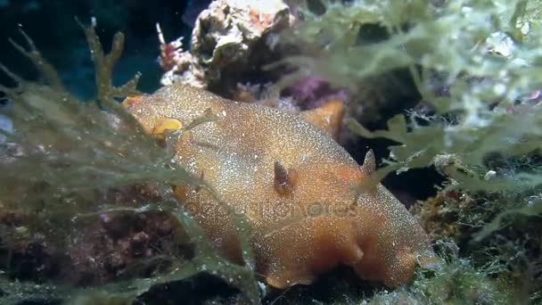 Nudibranch di laut Mediterania — Stok Video