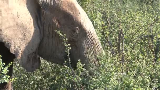 Hermoso elefante de cerca — Vídeos de Stock