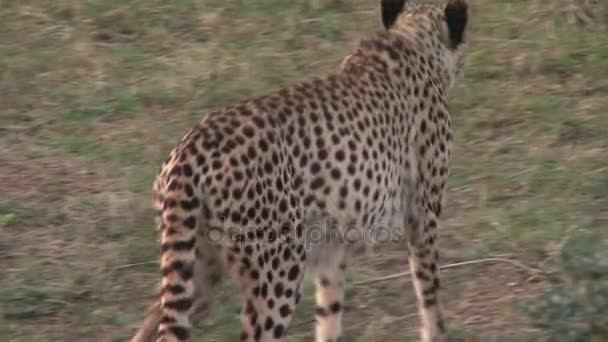 Leopardo africano bonito — Vídeo de Stock