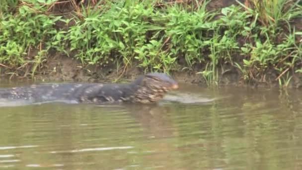 Närbild på Iguana i vatten — Stockvideo