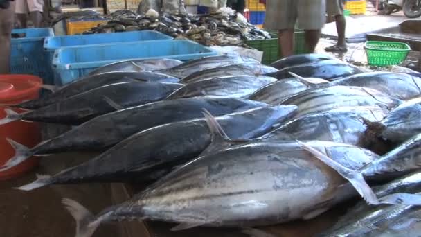 Mercado de peixe em Sri Lanka — Vídeo de Stock