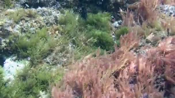 Costa Brava, buceo Mar Mediterráneo — Vídeo de stock