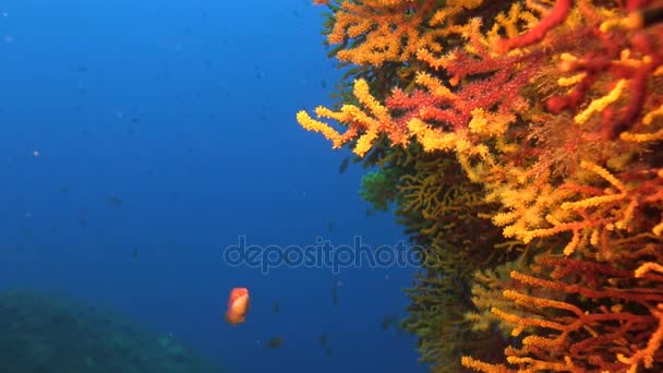 Arrecifes de aguas profundas — Vídeo de stock