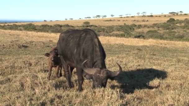 Buffels eten van gras — Stockvideo