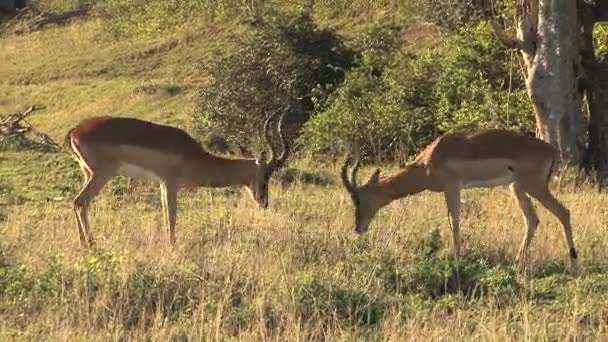Group of wild deers — Stock Video