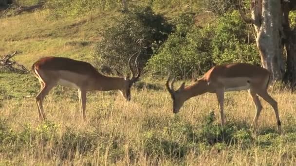 Gruppe von Wildhirschen — Stockvideo