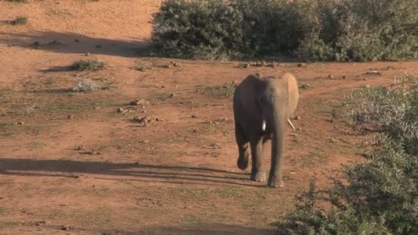 Elefante hermoso grande — Vídeos de Stock