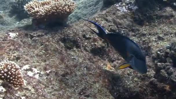 Arabischer Chirurgenfisch schwimmt im Korallenriff — Stockvideo