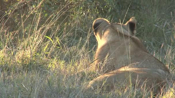 Beautiful wild Lion — Stock Video