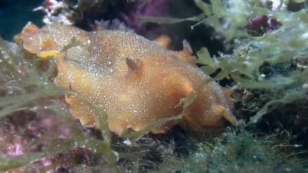 Földközi-tengeri Csupaszkopoltyús csigák — Stock videók