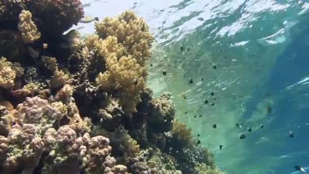 Pesci colorati che nuotano vicino alla barriera corallina — Video Stock