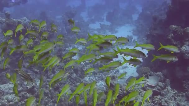 Scuola di grugniti gialli nuotare in mare — Video Stock