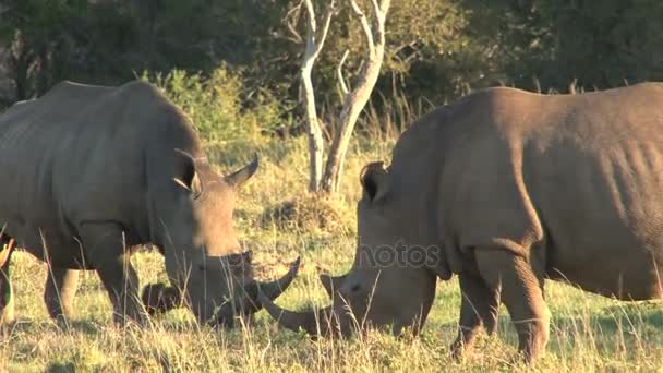 Amazing wild Rhinos — Stock Video