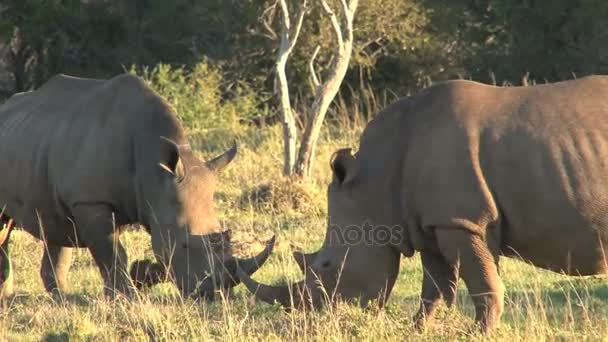 Rhinocéros sauvages étonnants — Video