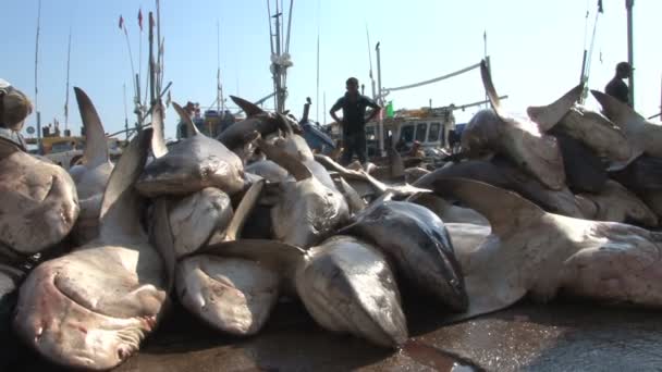 Requins morts dans le port — Video