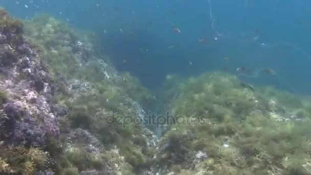 School of fish in Mediterranean sea — Stock Video