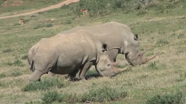 Rinocerontes selvagens incríveis — Vídeo de Stock