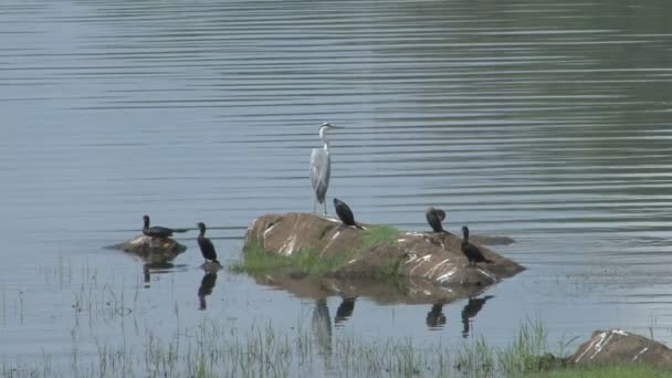 Lago Parakrama Samudra — Vídeo de stock