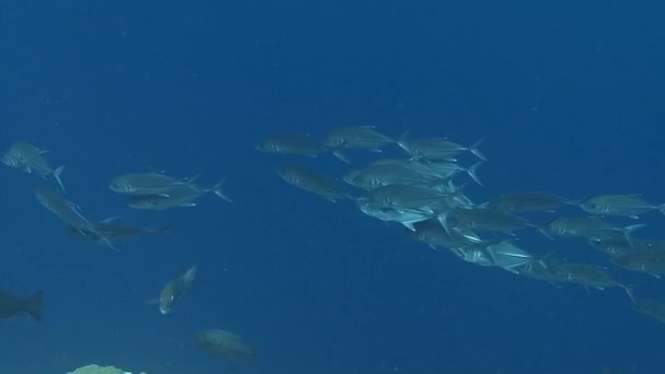Escuela de peces gigantes Trevally — Vídeos de Stock