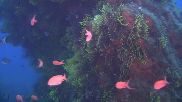 Глубоководные рифы — стоковое видео