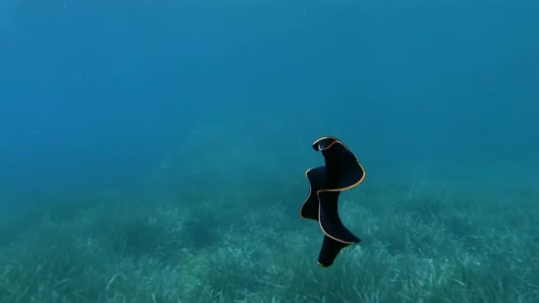 Nudibranch in Mediterranean sea — Stock Video