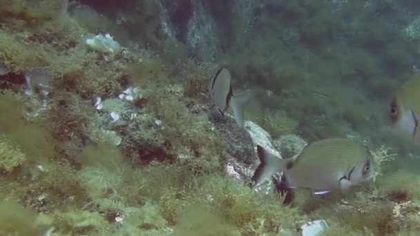 Costa Brava, mar Mediterrâneo de mergulho — Vídeo de Stock