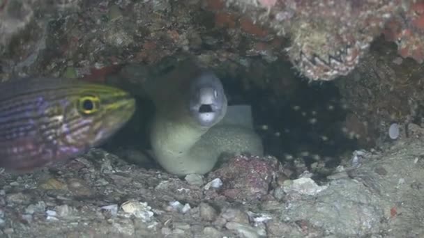 Omán, sumergiéndose en el mar Arábigo — Vídeos de Stock