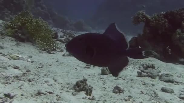 Bleu triggerfish swimming near coral rif — стоковое видео