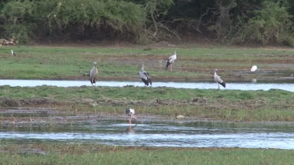 Ptaki w parku narodowym Mimeriya — Wideo stockowe