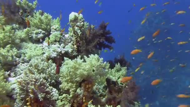 Peces de colores nadando cerca de los arrecifes de coral — Vídeo de stock