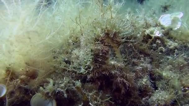 Costa Brava, buceo Mar Mediterráneo — Vídeo de stock