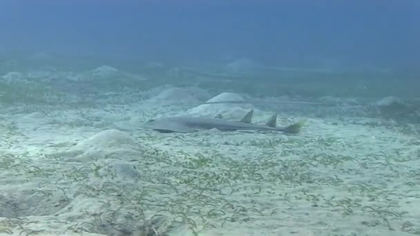 Гитарная акула и рыбная флейта — стоковое видео